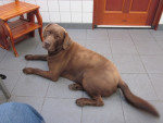 Max,choc.labrador,kan geregeld niet plassen. Dan is een catheter nodig.Dit is ontstaan door een afwijking in zijn rug.